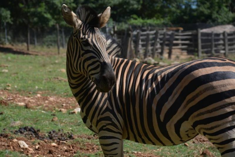 Un animale accolto e curato da LAV