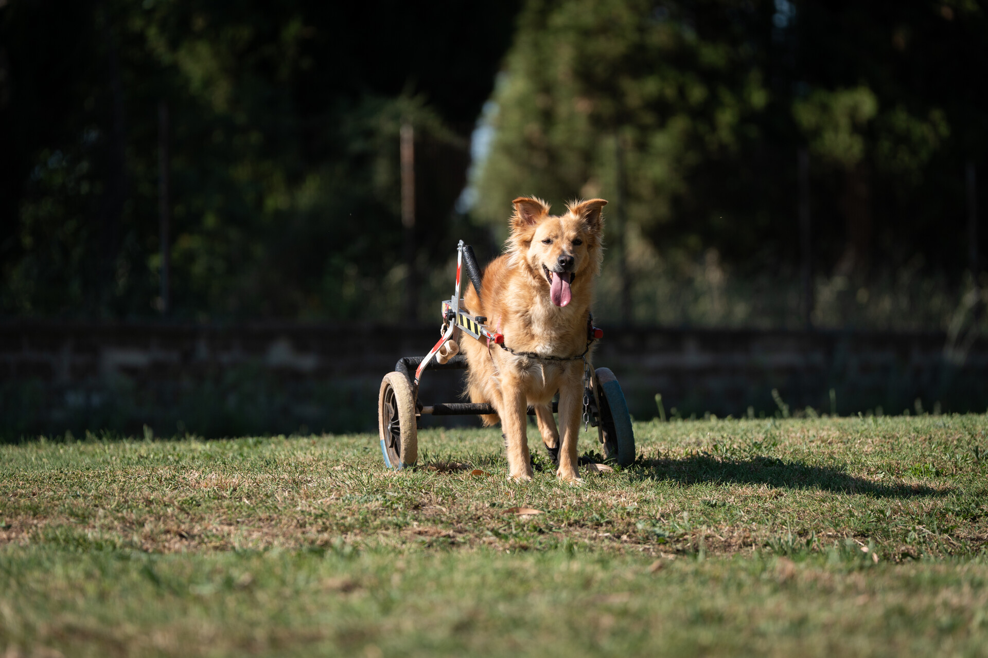 Stellina durante la riabilitazione