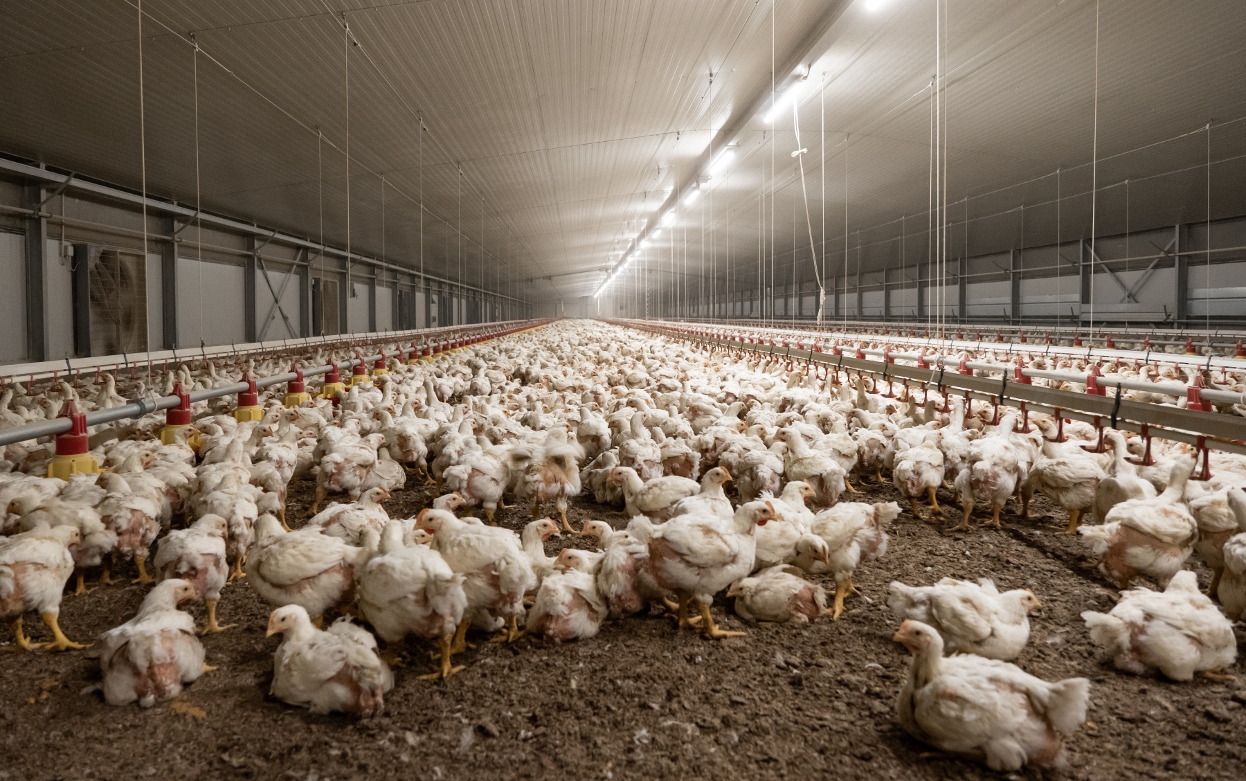 Animali negli Allevamenti - I Polli Broiler