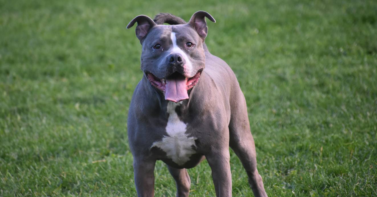 “Cani da incubo”: una visione sbagliata della relazione con il cane