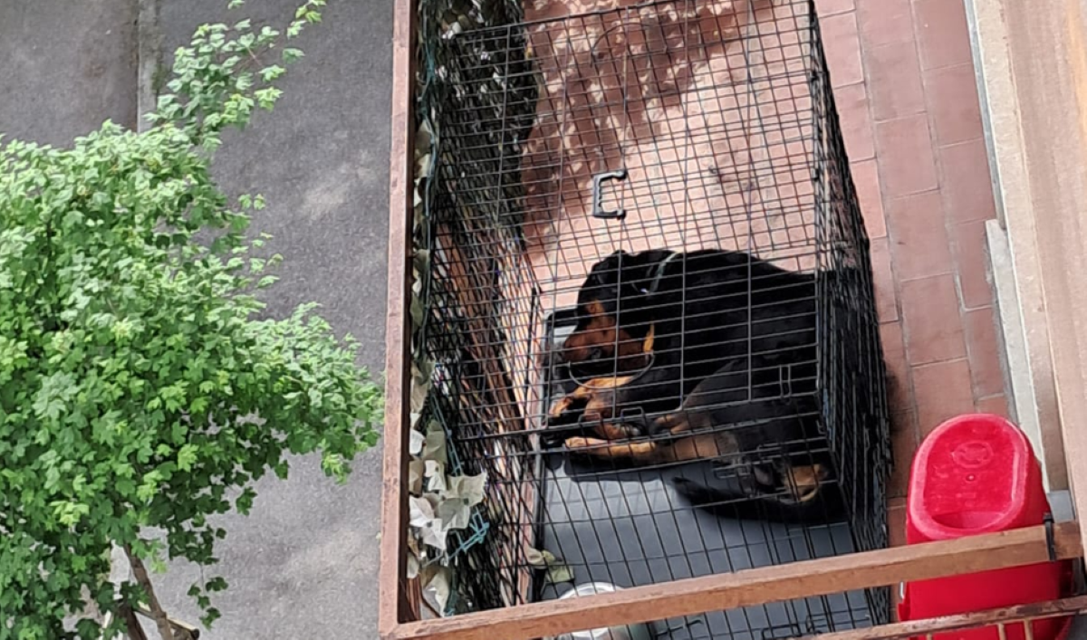 Il Cane Niko viveva rinchiuso in una gabbia o legato ad una corda sul ...