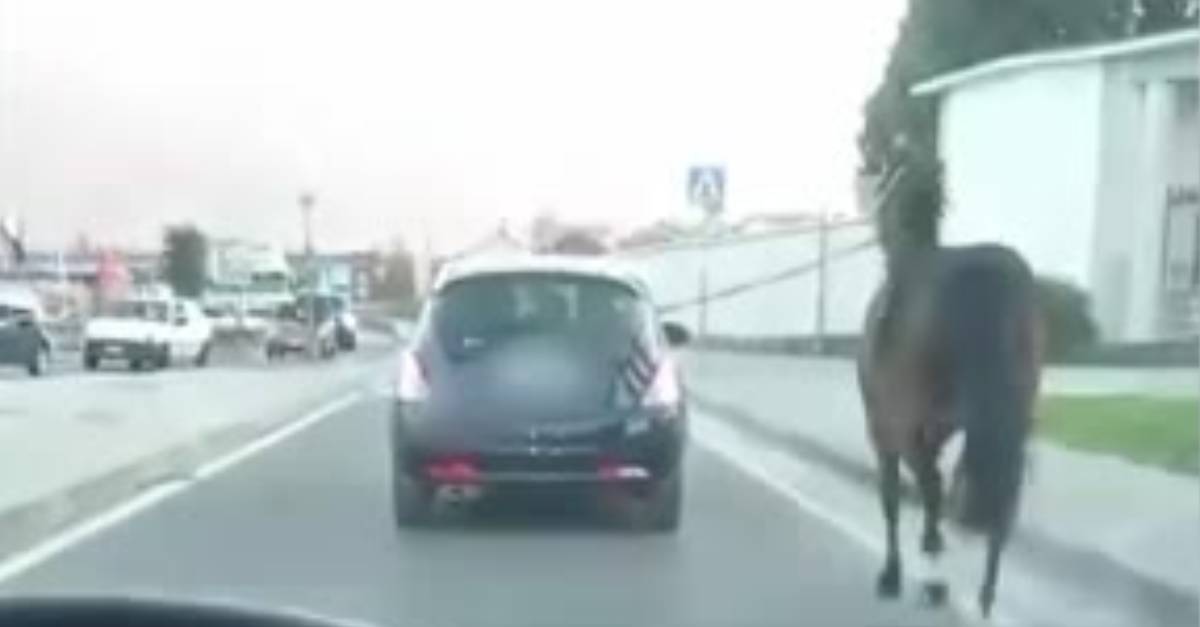 Pomigliano d'Arco: cavallo legato e trascinato da un'auto nel traffico cittadino
