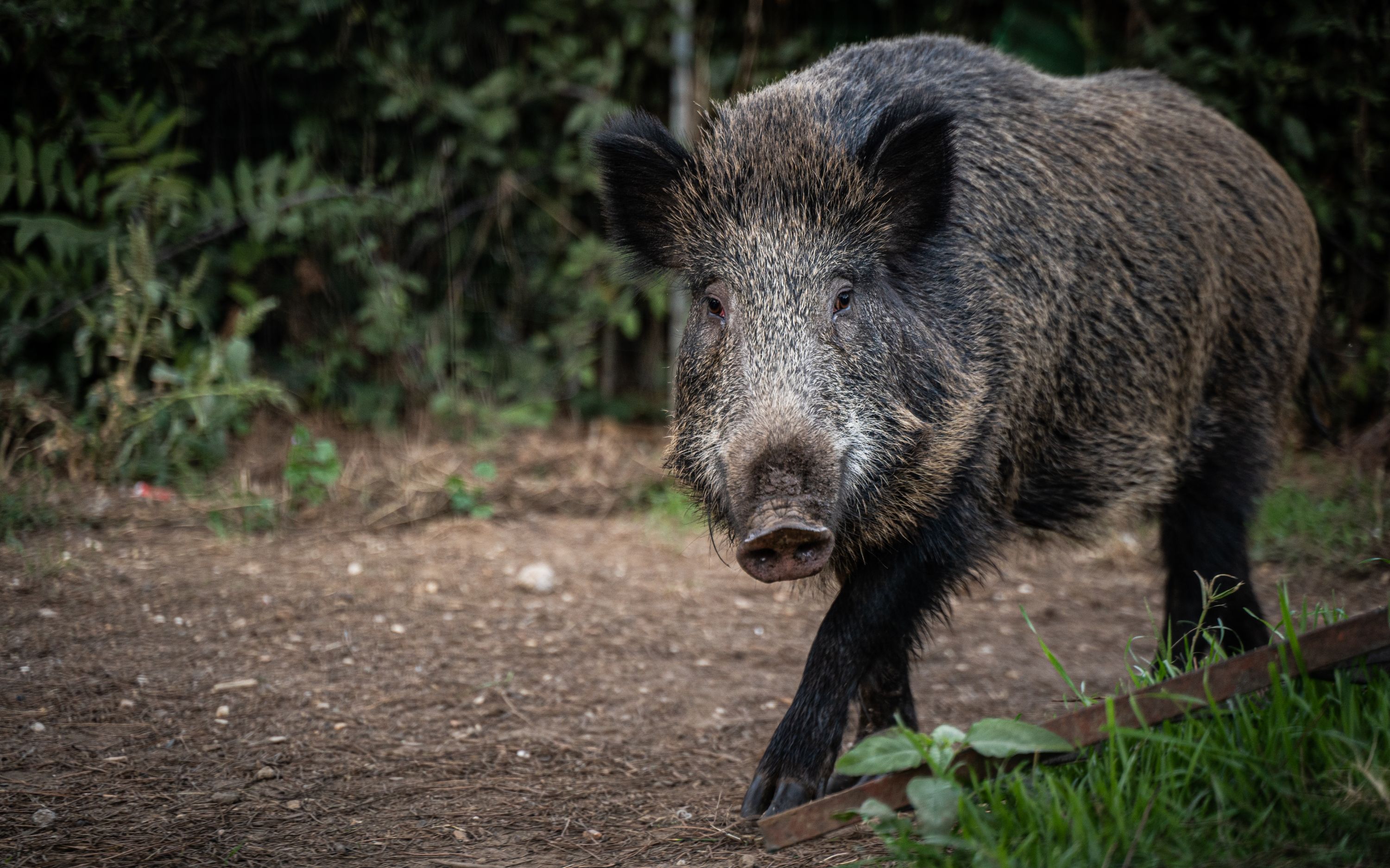 Toppa Ricamata Natura Montagna Toppa Con Animali Della Foresta - Italia