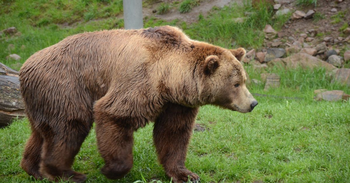 Trovata senza vita F36, orsa condannata a morte da Fugatti