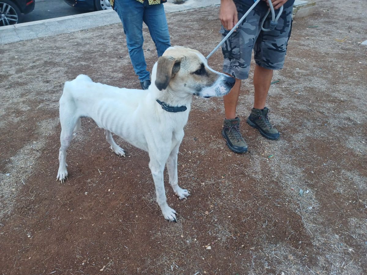 Il cane Coco costretto a vivere in un terrazzino a Bari, magro fino ...