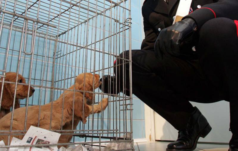 Museruola per i cani: obbligatoria o illegale? Come funziona