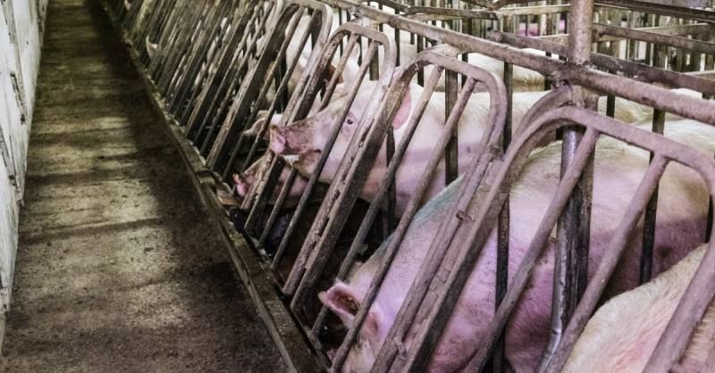 LINDOCIP Sabbia Per Fondo Gabbia UCCELLI Kg.5 Naturale Al