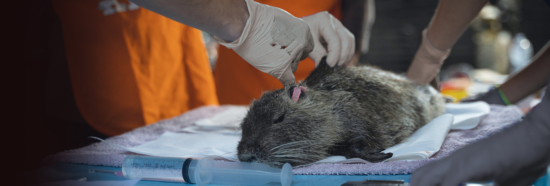 Il tuo 5x1000 per gli animali