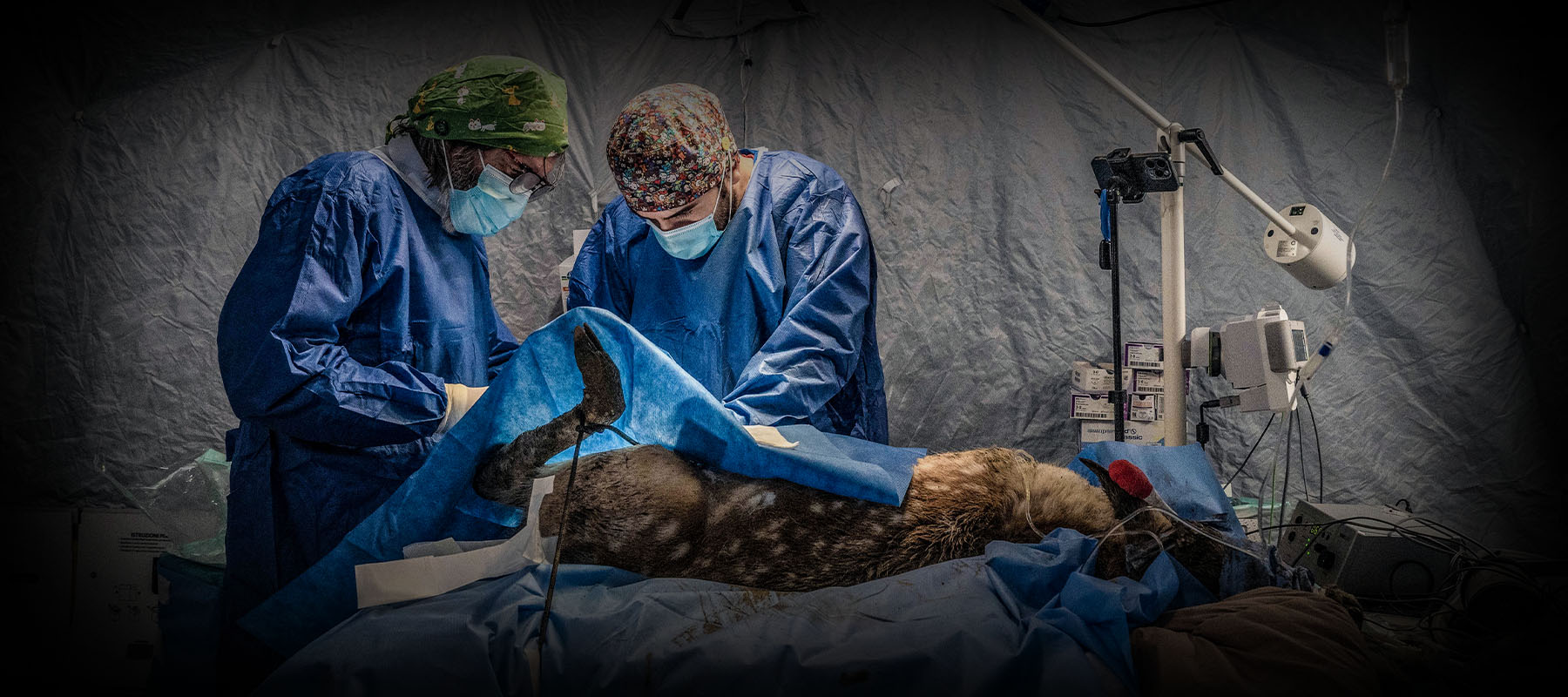Il tuo 5x1000 per gli animali