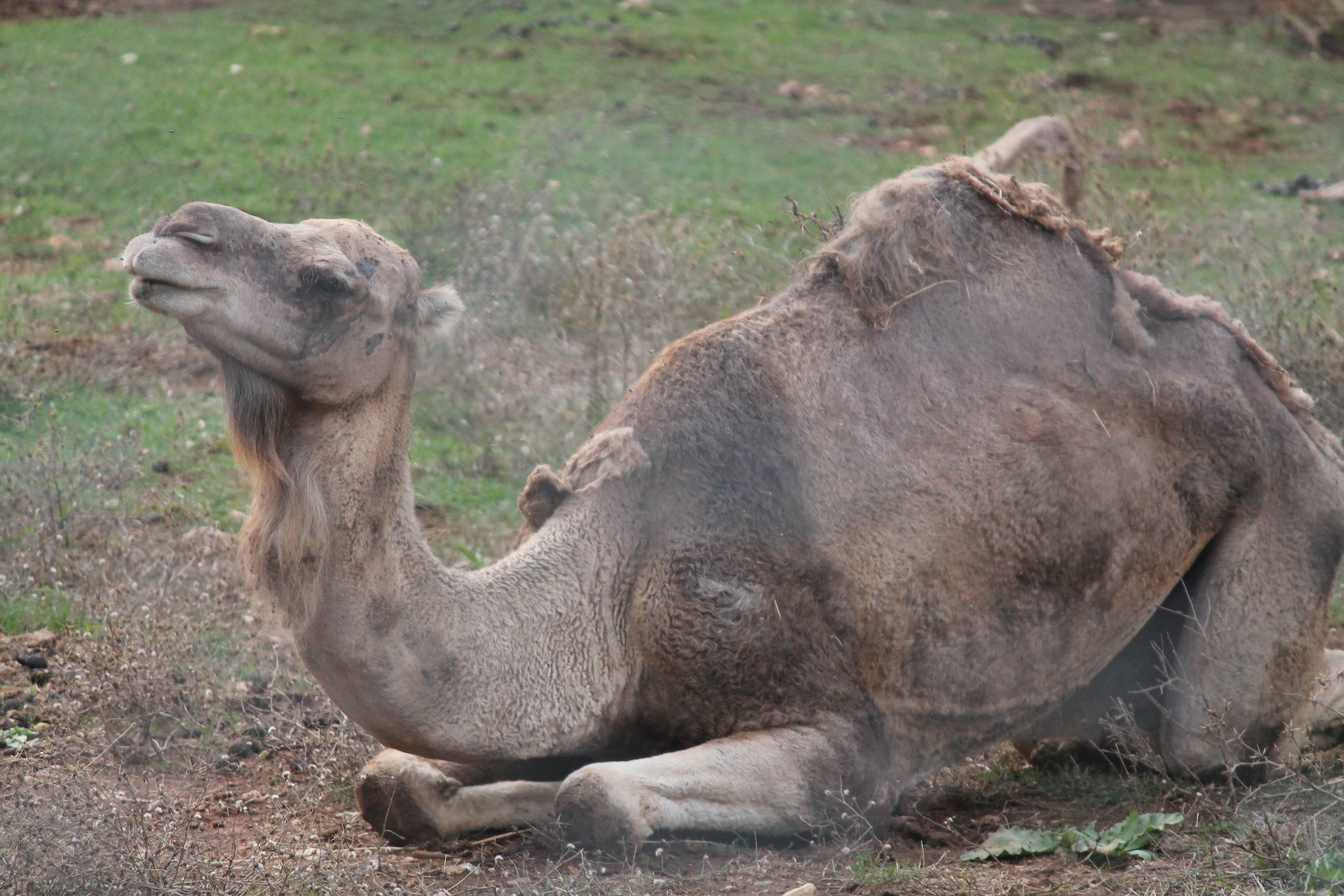 Un animale accolto e curato da LAV