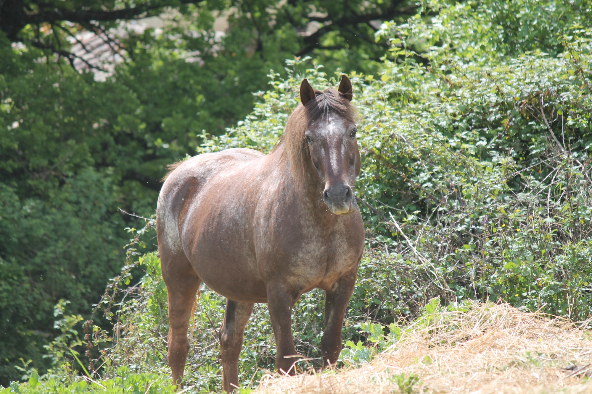 Un animale accolto e curato da LAV