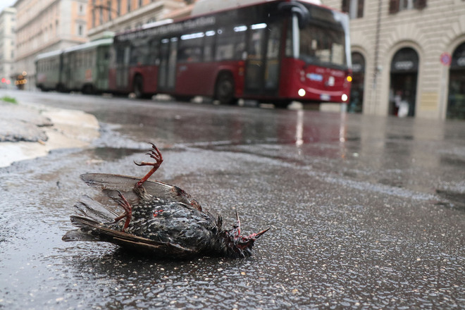 Un uccello morto per le strade di Roma. Foto di Francesco Toiato / Il Messaggero
